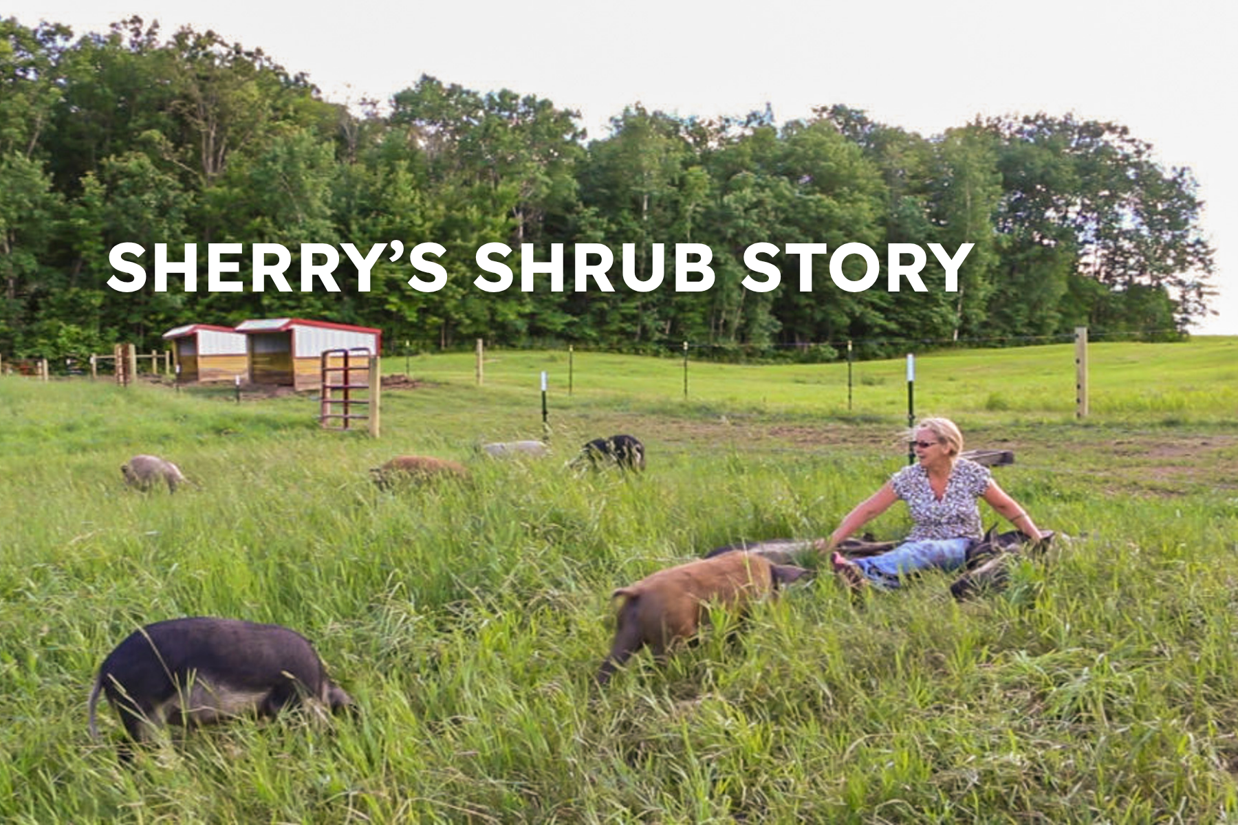 Sherry's Shrub Story